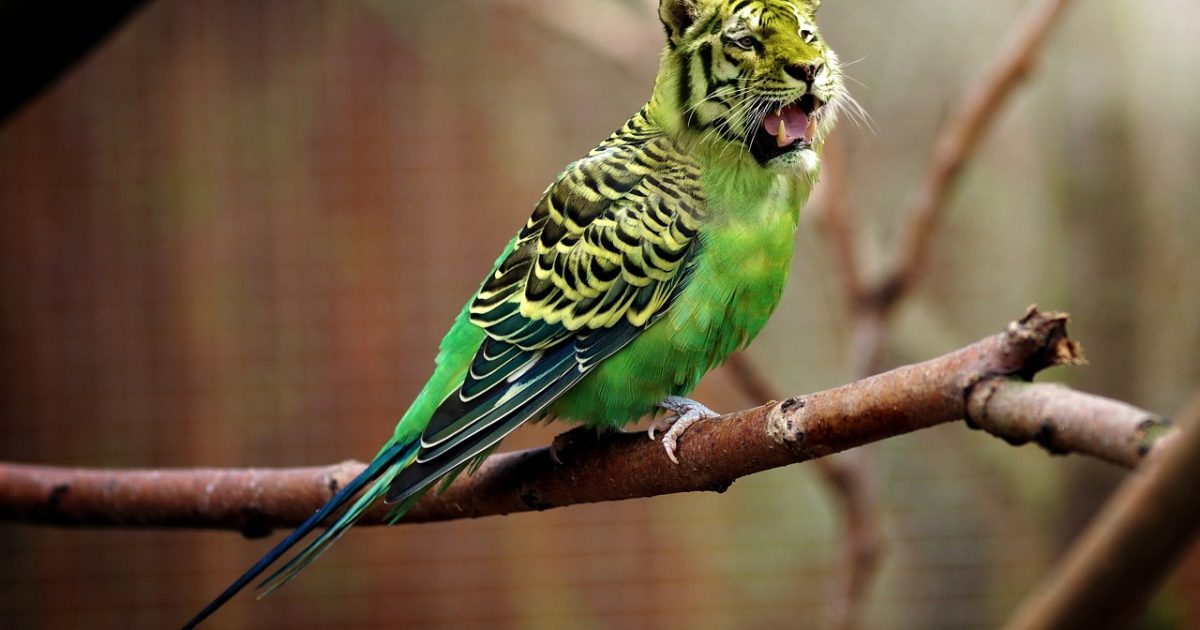Tiger, budgie, tiger parakeet, photoshop, image editing, image manipulation, photo manipulation, assembly, photomontage, funny, nature, zoo, crazy, wave tiger, graphic design, digital art, manipulation, feathers, teeth, plumage, cute, animal, fun, crossing, tiergarten, animal crossing