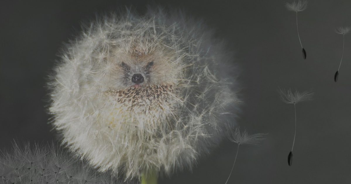 Dandelion, nature, seeds, dandelion seeds, umbrella, hedgehog, spur, funny, composing, image editing, photo editing, fluffy, baby animal, blossom, bloom, face, tiny, dandelion, dandelion, dandelion, hedgehog, hedgehog, hedgehog, hedgehog, hedgehog, funny, photo editing