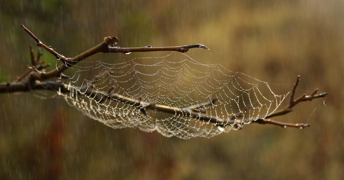 Spider web, web, nature, habitat, macro, raindrops, water, wet, spider