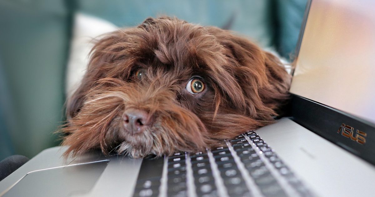 Dog,  containment,  pet,  telework,  bichon,  havanese,  animal,  cute,  laptop,  keyboard,  computer science,  reflection,  nature,  animals