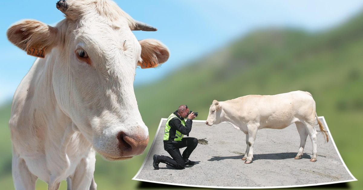 Image editing,  out of frame,  isolated,  photoshop,  animal,  cow,  photographing,  photo,  close up,  photographer,  animal photography,  funny,  fun,  model