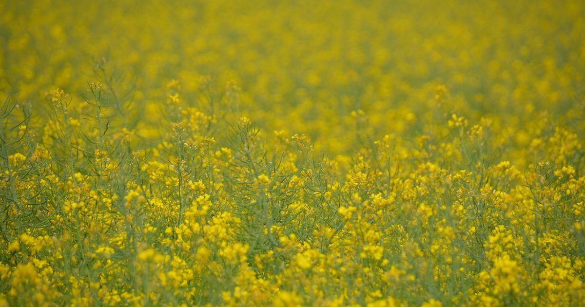 Field of rapeseeds, plants, yellow, nature, agriculture, oil, animated, free background, nature photography, oilseed rape, screen background, screen background to yellow, full hd wallpaper, screen, wallpaper 4k, floral background, free wallpaper, mac wallpaper, 4k wallpaper 1920x1080, wallpaper hd, background plant, screen background green, background, beautiful wallpaper, background image, background image yellow, summer, hd wallpaper, spring, windows wallpaper, colorful, 4k wallpaper, blossom, cool backgrounds, desktop backgrounds, bloom, field, laptop wallpaper, shallow depth of field, outdoors, depth of field, the blurred background