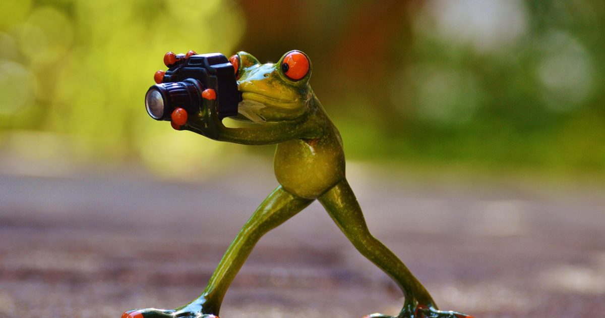 Photographer,  frog,  fun,  green,  animal,  wildlife,  camera,  nature,  taking photos