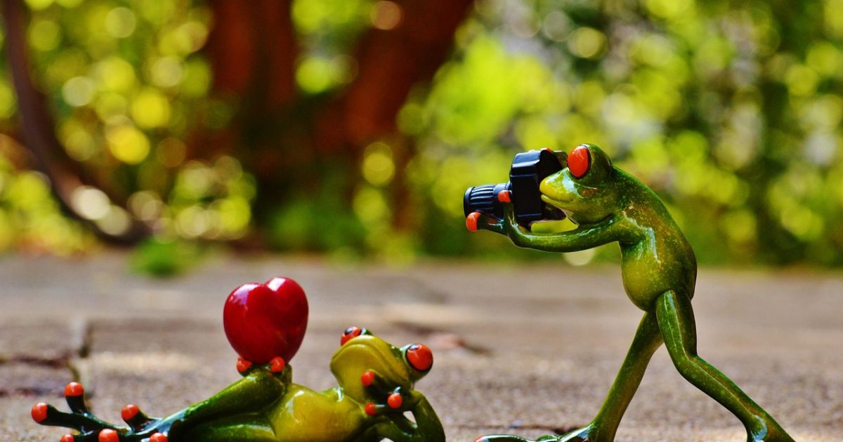 Frogs,  love,  nature,  valentine's day,  pose,  photographer,  taking photos,  camera,  photo shoot,  heart,  fun,  frog,  animal,  figure,  cute