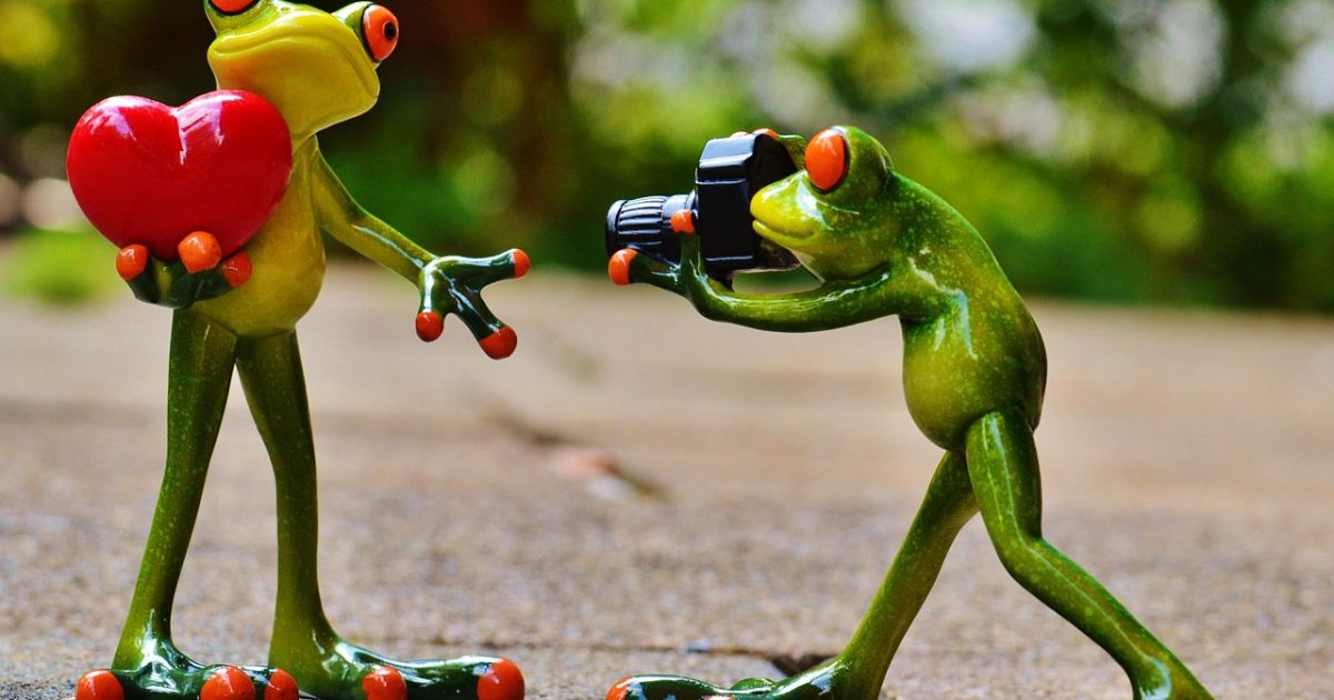 Frogs,  love,  nature,  valentine's day,  pose,  photographer,  taking photos,  camera,  photo shoot,  heart,  fun,  frog,  animal,  figure,  cute