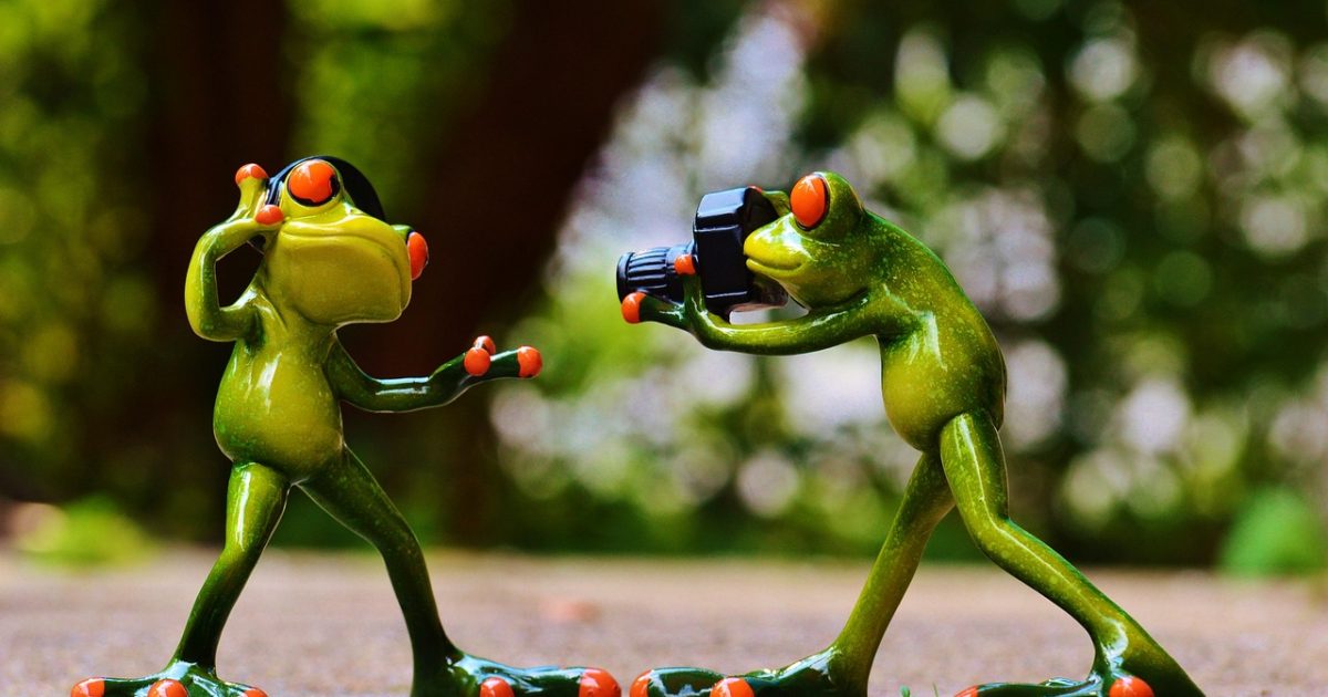 Frogs, headphones, music, nature, to dance, pose, photographer, taking photos, camera, photo shoot, fun, frog, animal, figure, cute