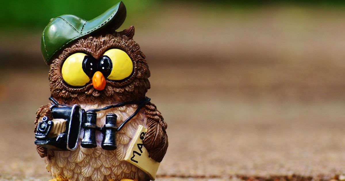 Owl, photographer, taking photos, tourist, nature, binoculars, camera, animal, fun, digital camera, photography, vacations, paparazzi, photo tourists, cute
